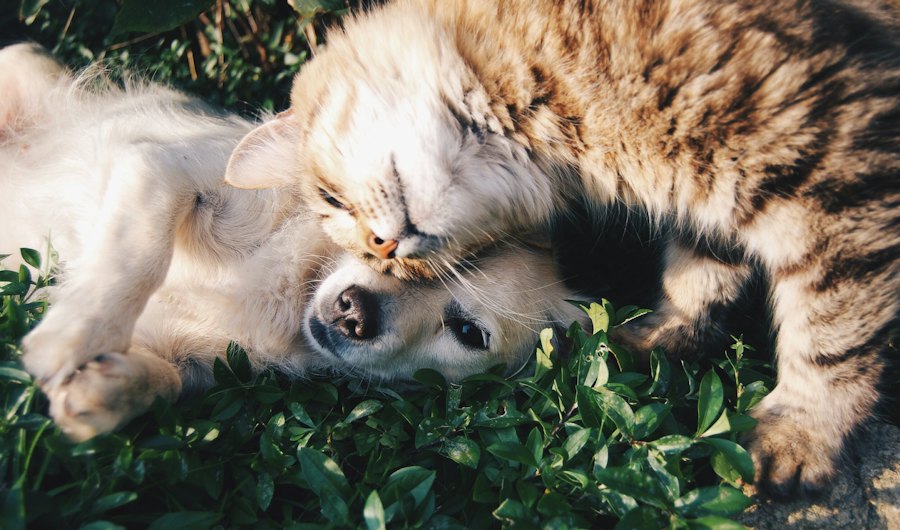 Un perro y un gato abrazados sobre el pasto