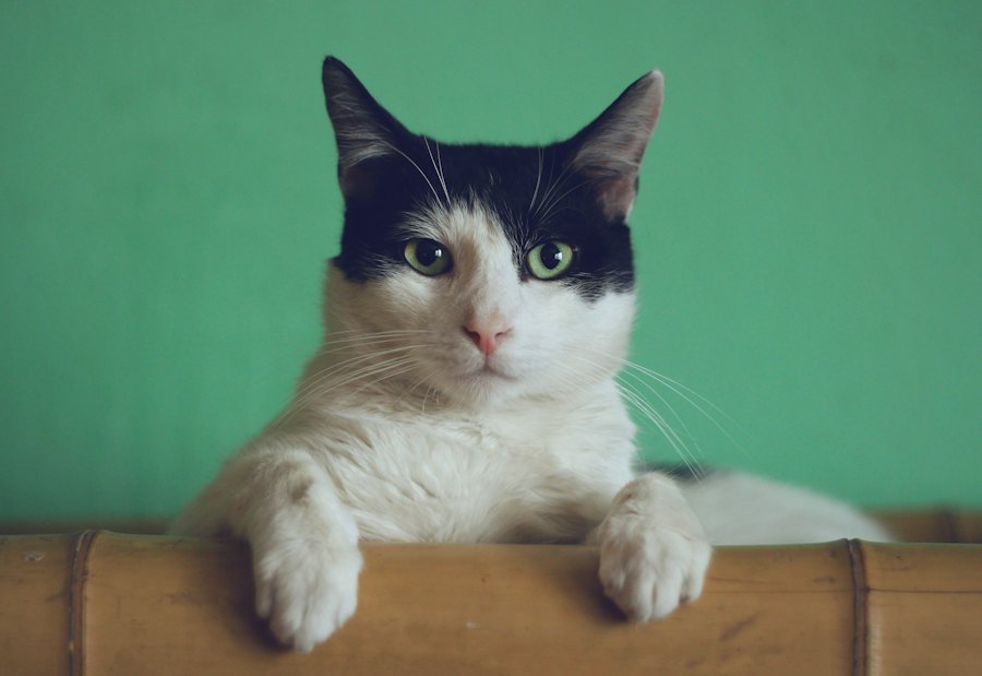 Gato blanco y negro asomado sobre un mueble
