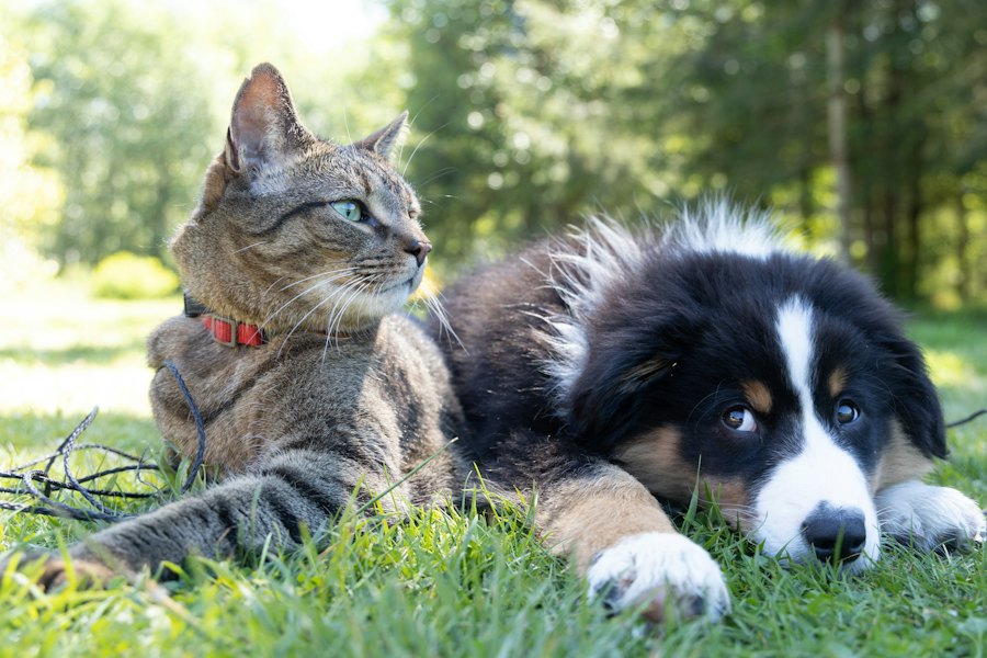 Un gato y un perro cachorro descansando juntos sobre el pasto